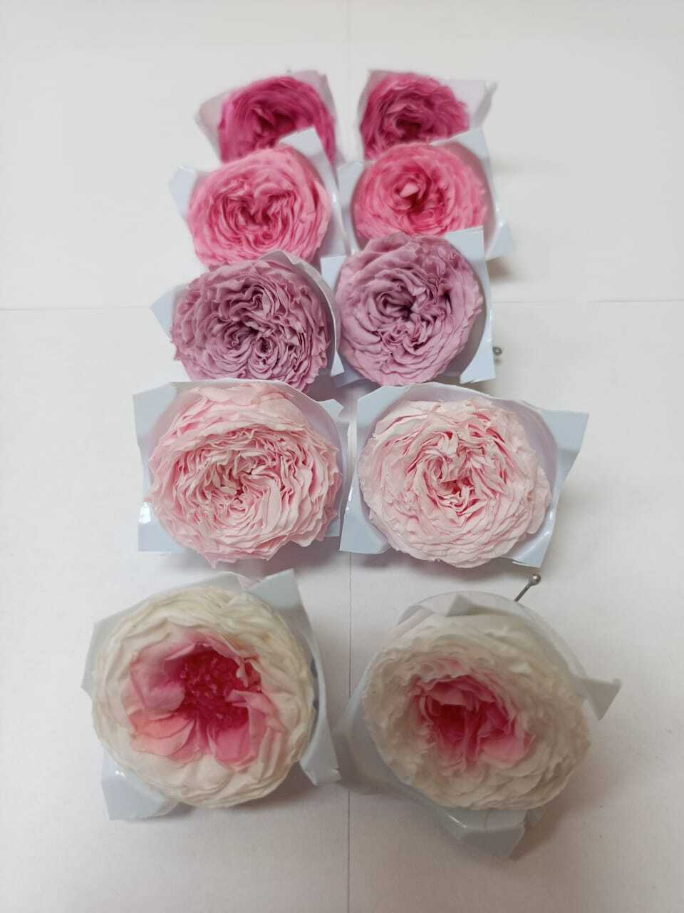 Роза пионовидная 2-3 см Набор микс 17 (10шт)