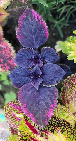 Космическая пыль ТМ колеус