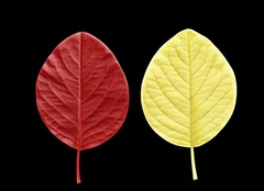 Силиконовый молд лист Фиалки