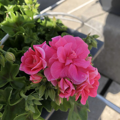 3102 Пеларгония плющелистная COMPACT LINE PAC VICKY (Весна 2026)