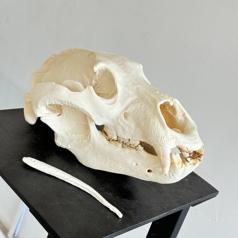 Череп медведя с бакулюмом