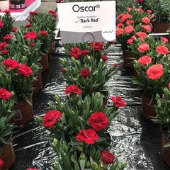 1606 Гвоздика OSCAR DARK RED (ВЕСНА 2025)