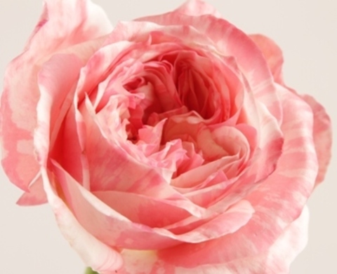 Роза маскаре фото и описание