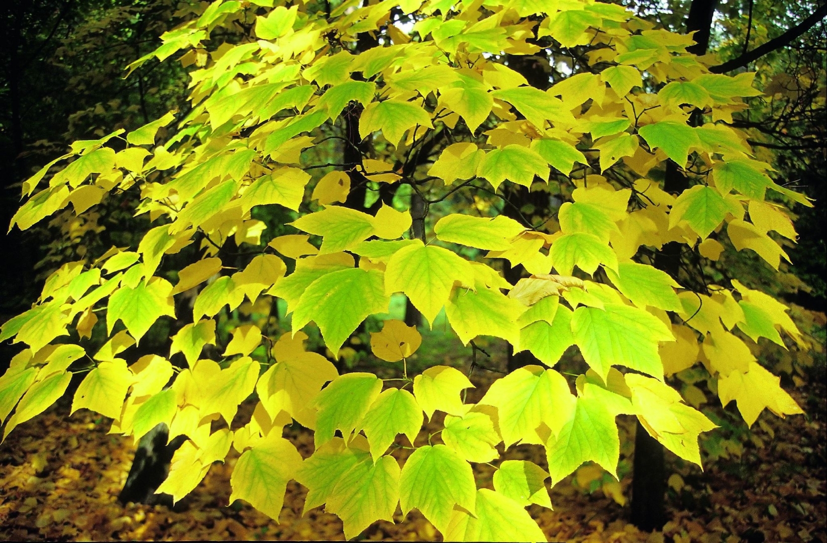 Клен пенсильванский (Acer pensylvanicum)