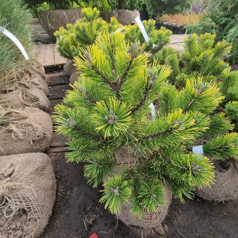 Сосна горная Винтер Голд | Pinus mugo Winter Gold 30-40 см