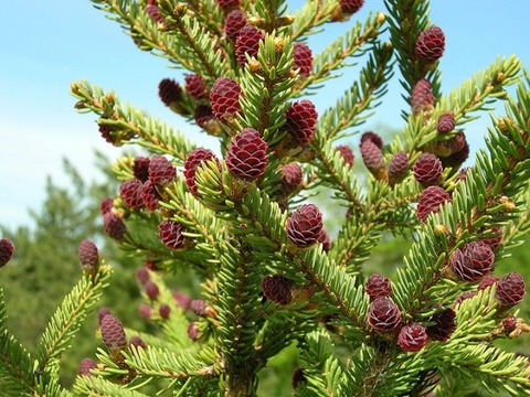 Семена Ель аянская picea jezoensis