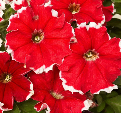 S6063 Петуния кустовая Grandiflora Dreams Red Picotee 10шт.