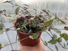 Традесканция Фата невесты