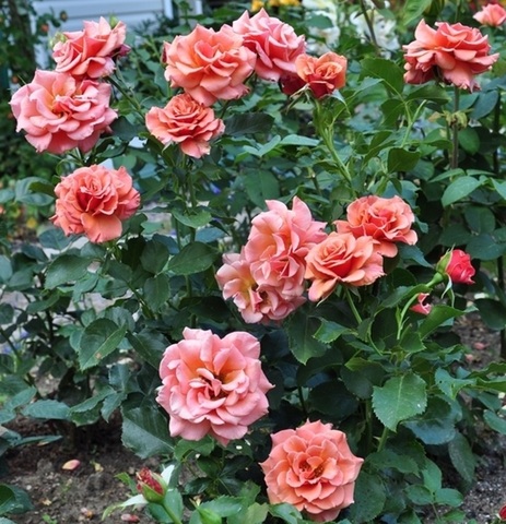 Энн Хендерсон( Ann Henderson)