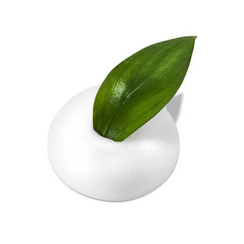Neogen Dermalogy Real Fresh Foam Cleanser Green Tea 160 g, Успокаивающая пенка для умывания с зелёным чаем 160 г (до 04.12.26)