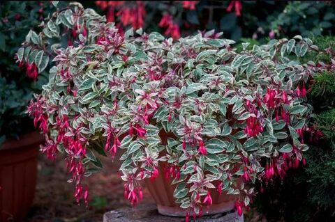 Фуксия Tom West