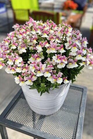 2647 Немезия ESCENTIAL PINKBERRY IMP (ВЕСНА 2025)