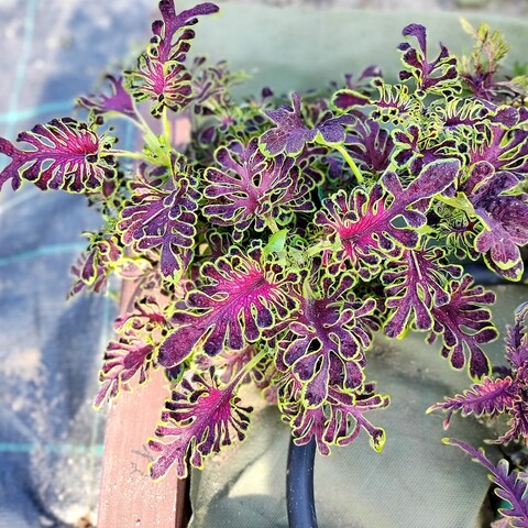 Bianca Тай колеус КСР