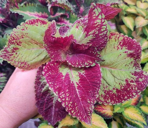 Ласковый май колеус