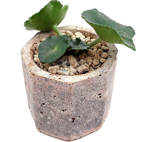 Umbilicus Rupestris суккулент с округлыми листьями