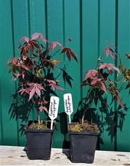 Teofrast Клен дланевидный пурпурнолистный Acer palmatum f. atropurpurea