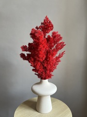 Аспарагус стабилизированный красный