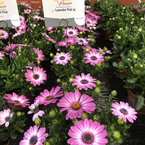2706 Остеоспермум FLOWERPOWER LAVENDER PINK '14 (ВЕСНА 2025)