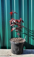 Teofrast Клен дланевидный пурпурнолистный Acer palmatum f. atropurpurea