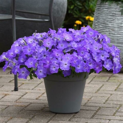 S5754 Петуния ампельная Easy Wave Lavender Sky Blue 100 шт.