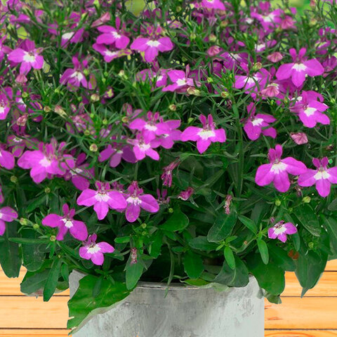 2356 Лобелия CURACAO COMPACT DARK PURPLE (ВЕСНА 2025)