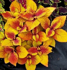 Янтарный мед UO колеус