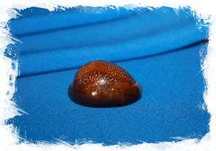 Ципрея капутдраконис (Cypraea caputdraconis)
