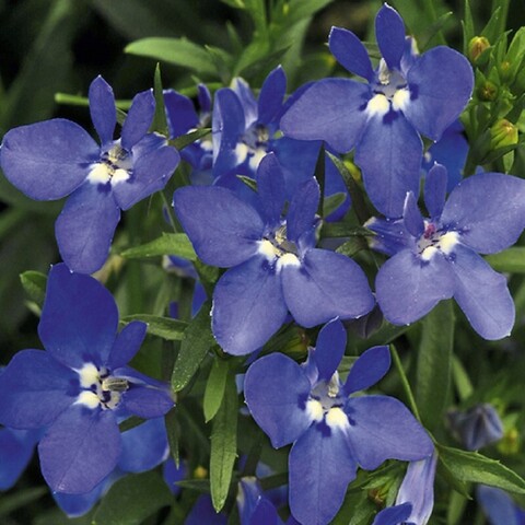 2311 Лобелия CURACAO MIDNIGHT BLUE (ВЕСНА 2025)