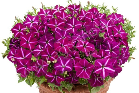S57114 Петуния ампельная Gioconda Purple & White 5шт.