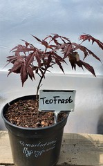 Teofrast Клен дланевидный пурпурнолистный Acer palmatum f. atropurpurea