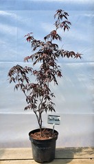 Teofrast Клен дланевидный пурпурнолистный Acer palmatum f. atropurpurea