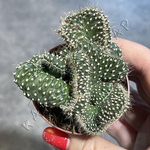 Опунция Фулгида Кристата d5