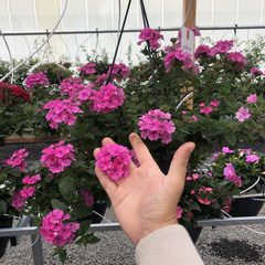 1510 Вербена EMPRESS SUN PINK (ВЕСНА 2025)