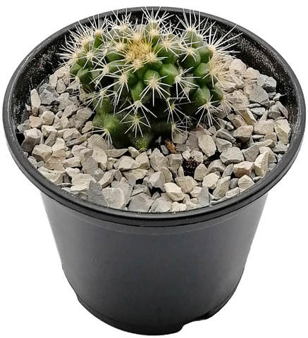 Ребуция старческая (Rebutia senilis)