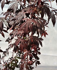 Teofrast Клен дланевидный пурпурнолистный Acer palmatum f. atropurpurea