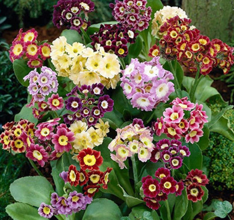 Примула садовая микс