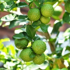 Новые поступления