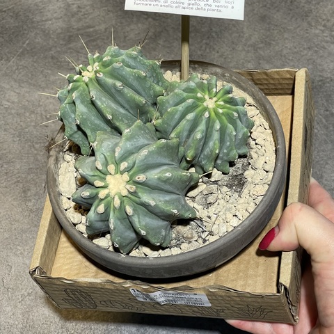 Ферокактус Глаусесценс Инермис в керамике d15