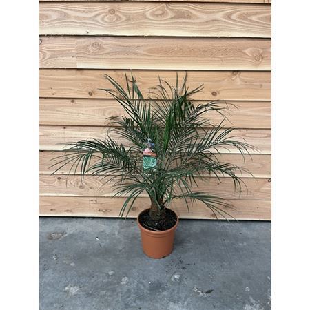 Финик Робелини 27/100 Phoenix Roebelenii – купить за 8000 руб ...