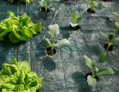 Агроткань застилочная Agrojutex