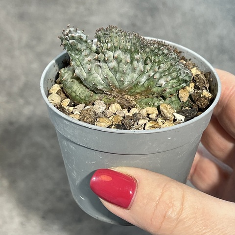 Эуфорбия Псевдоглобоза Кристата d7