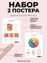 Набор постеров 2 шт. Строение кожи + цветовой круг