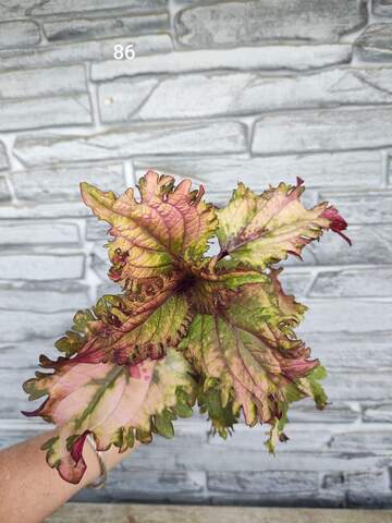 Sea Lily Тай колеус