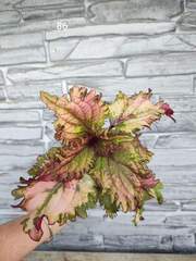 Sea Lily Тай колеус