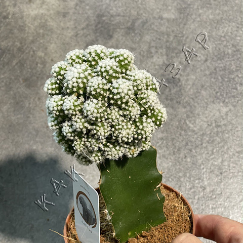 Маммиллярия Грацилис Аризона Сноу на подвое d10