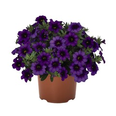 1956 Калибрахоа BLOOMTASTIC PURPLE (ВЕСНА 2025)
