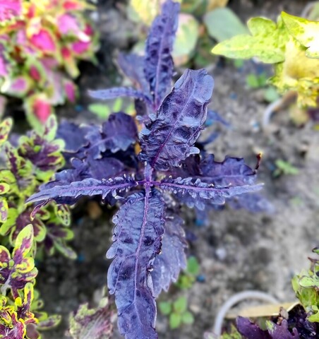 Black Swan ES колеус