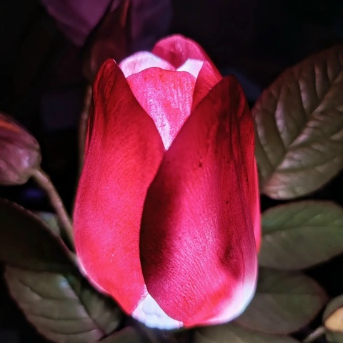 Молд пластиковый+Вайнер силиконовый 