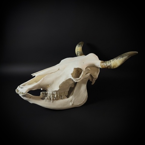 Череп быка с нижней челюстью