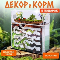муравьиная ферма